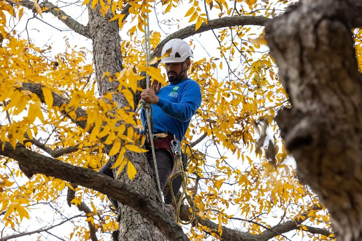 Skilled Tree Pruning crew working in Sturgeon Lake